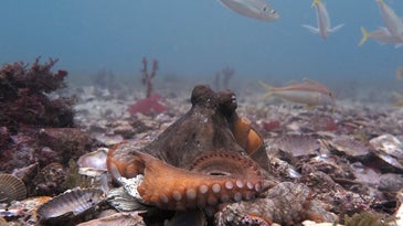 雌性章鱼会向惹恼它们的雄性章鱼扔贝壳