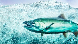 新的采矿项目可能对阿拉斯加鲑鱼意味着什么