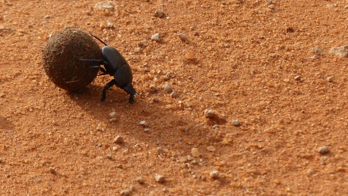 蜣螂妈妈为了躲避气候变化，正在挖更深的巢穴