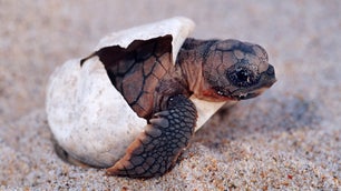 Endangered sea turtles build hundreds of nests on the Outer Banks