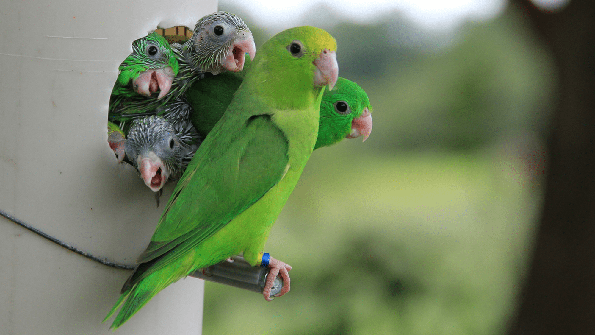 Why these parrots sometimes kill each other’s chicks
